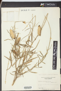 Crotalaria intermedia image