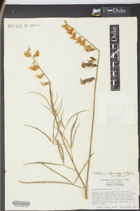 Crotalaria intermedia image