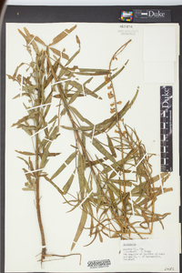 Crotalaria intermedia image