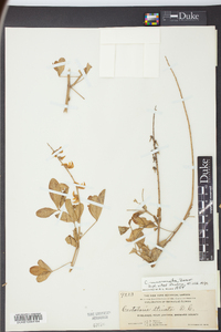 Crotalaria pallida image