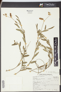 Crotalaria purshii image