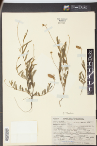 Crotalaria purshii image