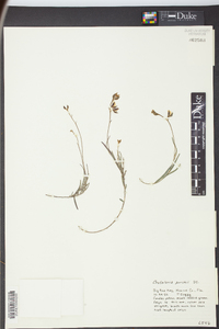 Crotalaria purshii image