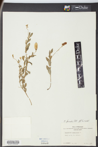 Crotalaria purshii image