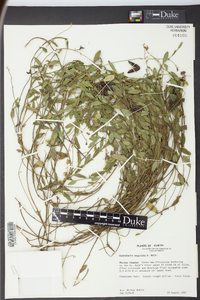 Crotalaria rotundifolia image
