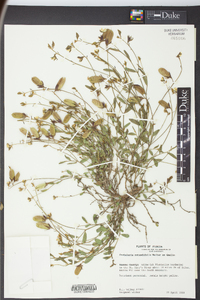 Crotalaria rotundifolia image