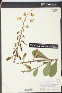 Crotalaria spectabilis image