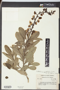 Crotalaria spectabilis image