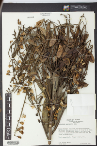 Crotalaria spectabilis image