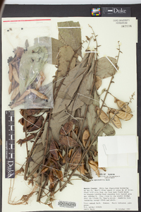 Crotalaria spectabilis image