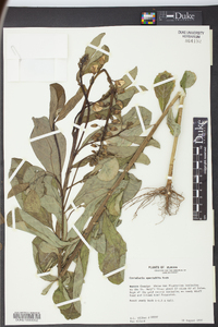 Crotalaria spectabilis image