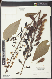 Crotalaria spectabilis image