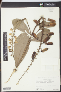 Crotalaria spectabilis image