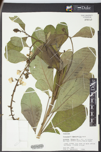 Crotalaria spectabilis image