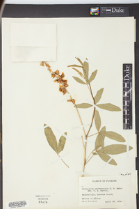 Crotalaria usaramoensis image