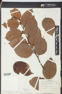 Dalbergia ecastaphyllum image