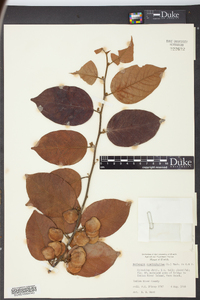 Dalbergia ecastaphyllum image