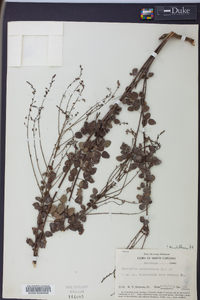 Desmodium marilandicum image