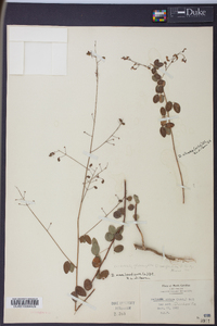 Desmodium marilandicum image