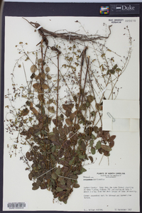 Desmodium marilandicum image