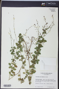 Desmodium marilandicum image