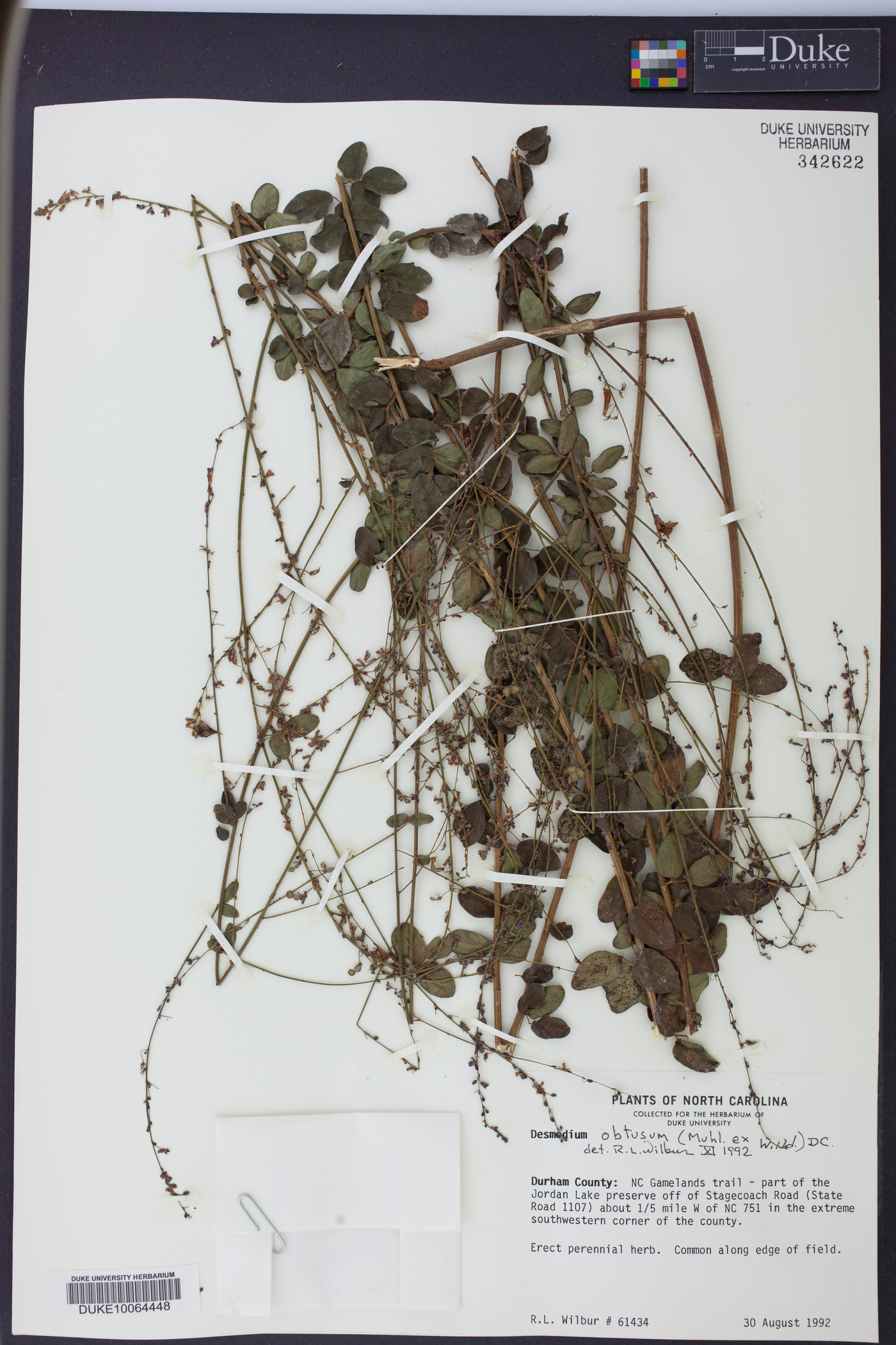 Desmodium obtusum image