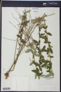 Desmodium obtusum image