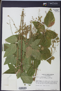 Desmodium canescens image