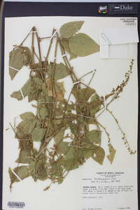 Desmodium canescens image