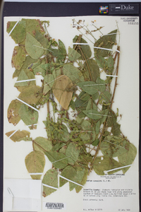 Desmodium canescens image