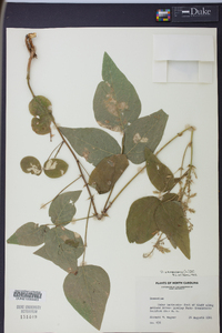 Desmodium canescens image