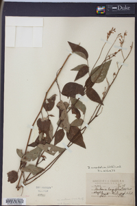 Desmodium cuspidatum image