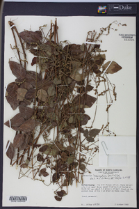 Desmodium laevigatum image