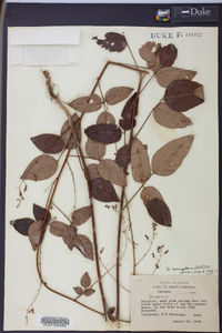 Desmodium laevigatum image