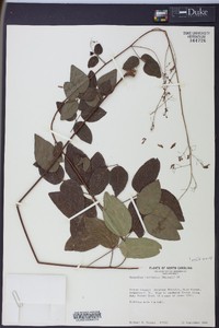 Desmodium laevigatum image