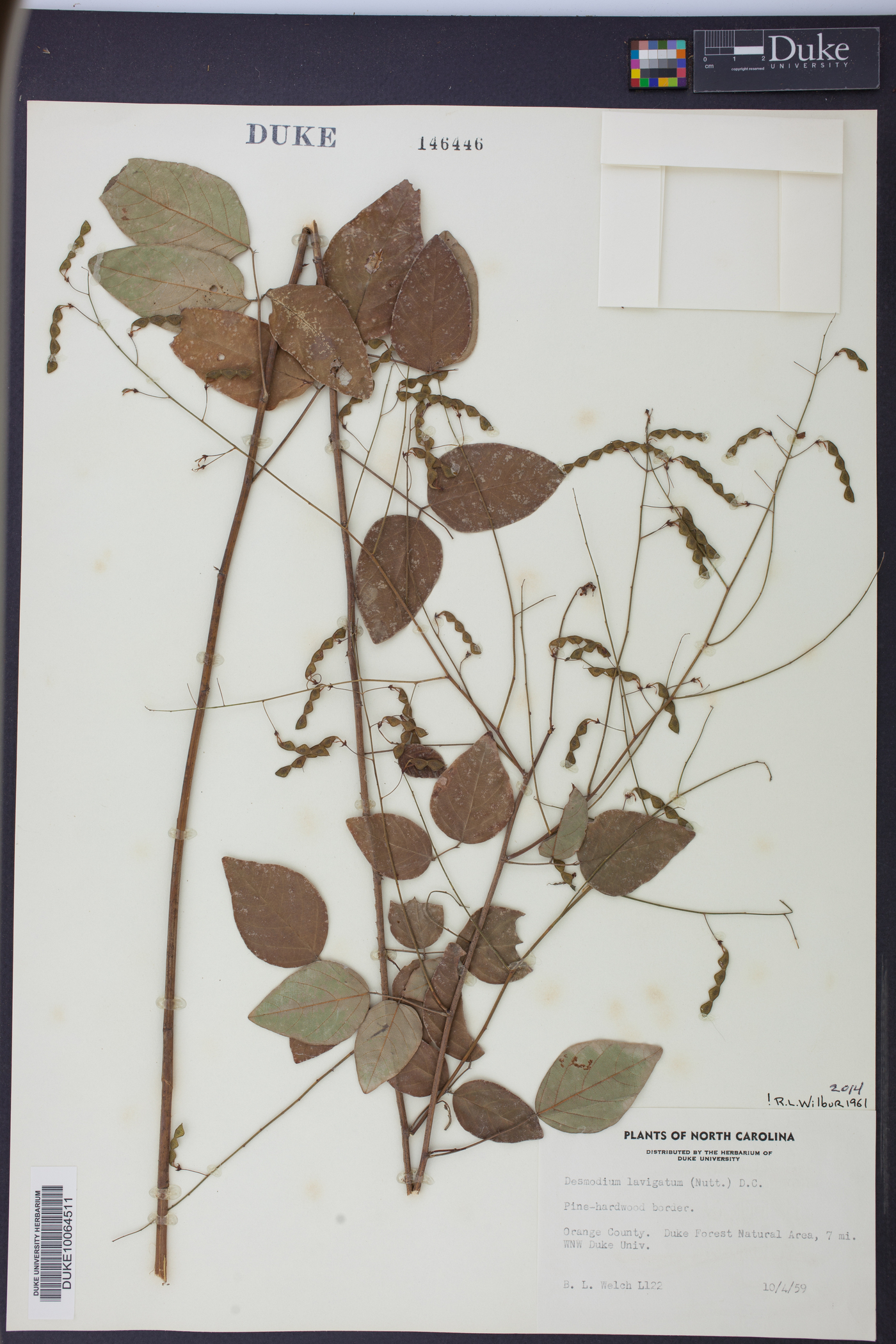 Desmodium laevigatum image