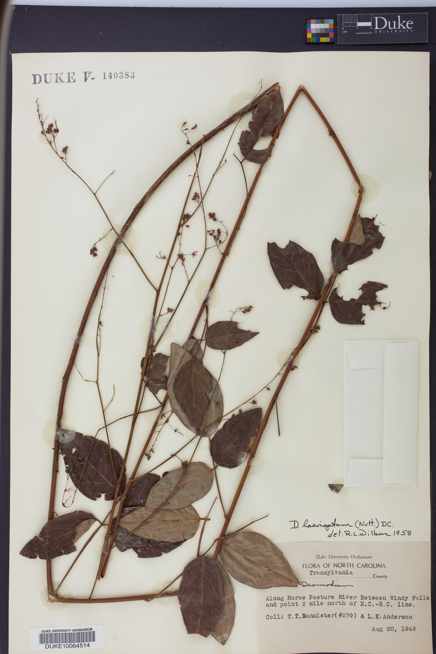 Desmodium laevigatum image