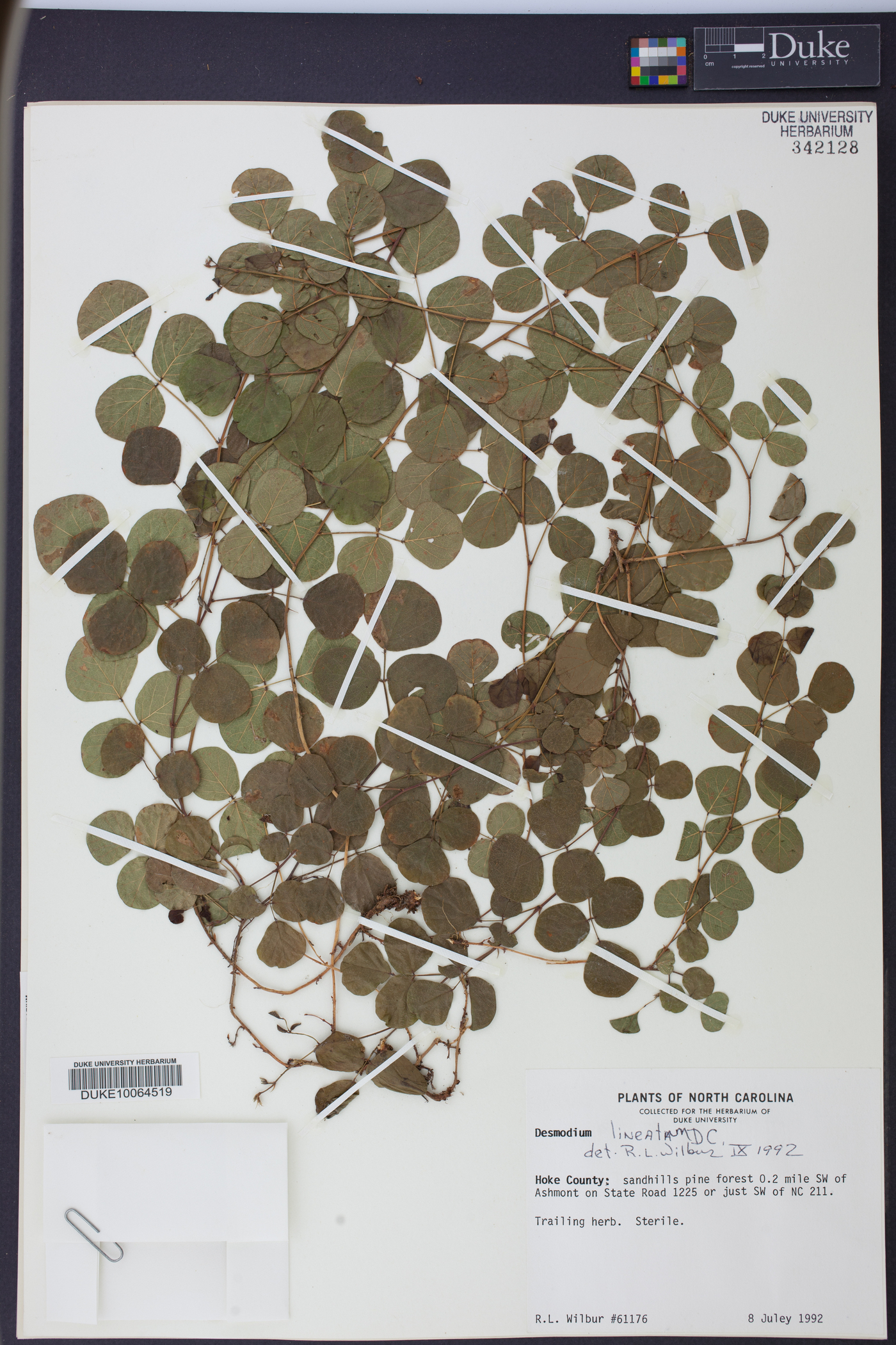 Desmodium lineatum image