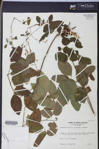 Desmodium nuttallii image