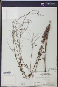 Desmodium obtusum image