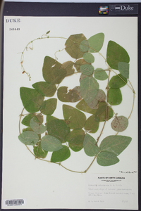 Desmodium ochroleucum image