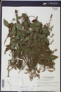 Desmodium perplexum image