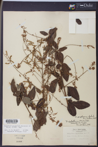 Desmodium perplexum image