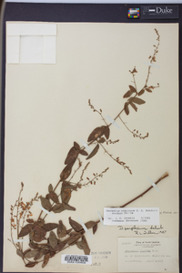 Desmodium perplexum image