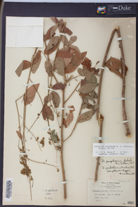 Desmodium perplexum image