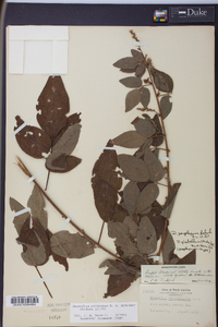 Desmodium perplexum image