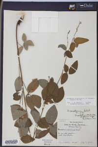 Desmodium perplexum image