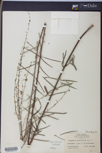 Desmodium tenuifolium image