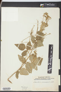 Desmodium canescens image