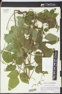 Desmodium canescens image